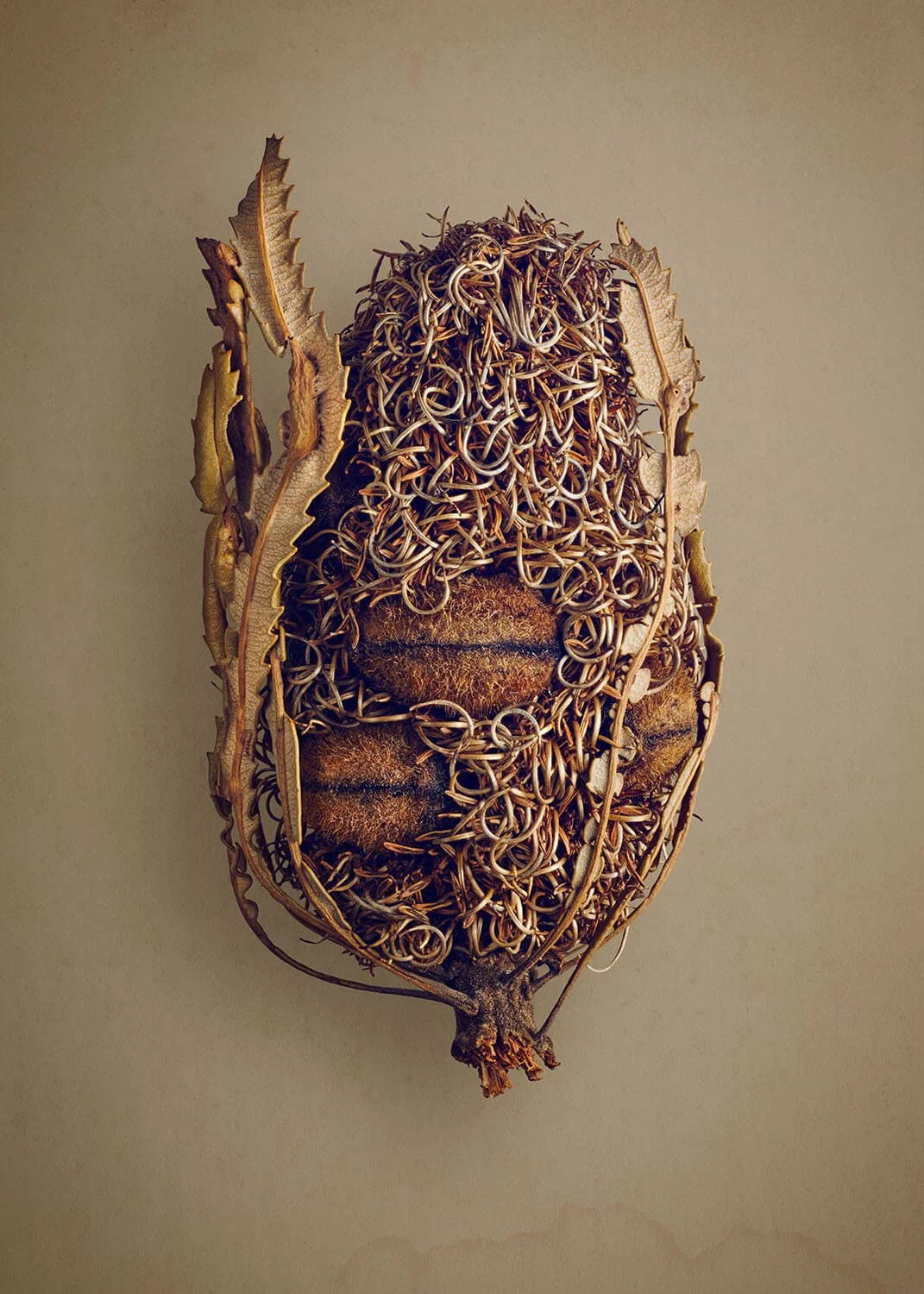 The Hidden Beauty of Seed & Fruits | Explore Nature's Details